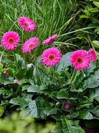 Image result for Gerbera jamesonii