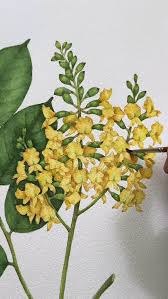 Image result for Pterocarpus indicus