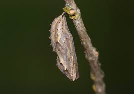See Inside A Chrysalis As It Develops Into A Butterfly Video Discover Magazine