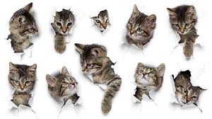 Browse 2,807 grey tabby stock photos and images available, or search for asian circle on head lying on grass or asian people jumping to find more great. Kittens In Holes Of Paper Little Grey Tabby Cats Peeking Out Stock Photo Picture And Royalty Free Image Image 129352874