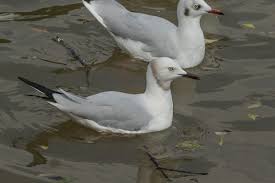 Image result for Brachystephanus holstii