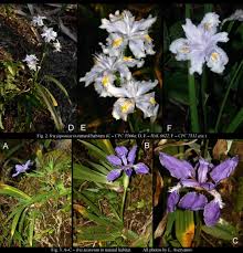 Image result for Iridaceae