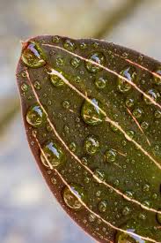 Juwelorchidee Ludisia Discolor In 2020 Exotische Zimmerpflanzen Exotische Pflanzen Pflanzen