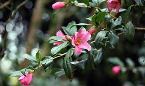 Varieties are available with flowers in shades of red, pink, and also white, all of which also attract butterflies. Best Six Early Spring Flowering Shrubs Express Co Uk