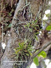 Image result for Angraecum chamaeanthus