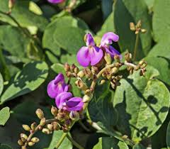 Image result for Canavalia africana