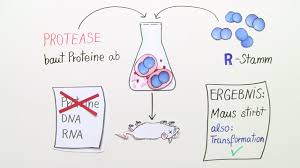 Learn about protease with free interactive flashcards. Avery Dna Als Trager Der Erbinformation Inkl Ubungen
