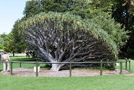 Royal botanic gardens facts and visitor information. Royal Botanic Gardens Sydney Botanic Garden In New South Wales Thousand Wonders
