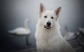Swiss Shepherd, lawn, White Swiss Shepherd, summer, dogs, Berger Blanc  Suisse, HD wallpaper