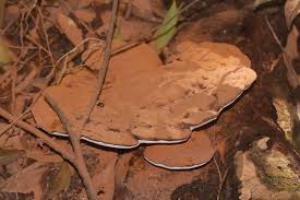 Image result for Phellinus rimosus