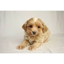 I Want A Maltipoo Cuddly Animals Puppies And Kitties Cute Puppies