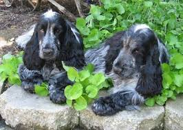 It is one of several varieties of spaniel and is the foundation o. English Cocker Spaniel Dog Breed Information And Pictures