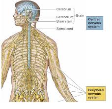 The central nervous system (cns) is the part of the nervous system consisting primarily of the brain and spinal cord. Main Divisions Of The Nervous System 22 Download Scientific Diagram