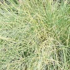 Image result for Eragrostis friesii