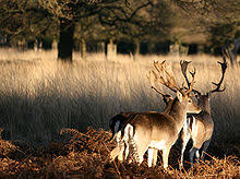 Richmond park ⭐ , united kingdom, london, richmond park: Richmond Park Wikipedia