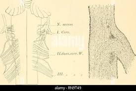 نتیجه جستجوی لغت [accessorius] در گوگل