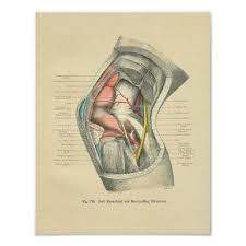 Vintage Frohse Anatomy Of Knee Joint Medical Drawings Human Figure Drawing Medical Posters