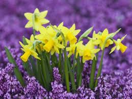 Looking For Life Love Laughter Daffodil Flower Daffodils Beautiful Flowers