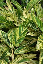 *variegated ginger lily bulb* +alpinia zerumbet, 'variegata'+striped+. Variegated Shell Ginger Alpinia Zerumbet Variegata In Houston Texas Tx At Buchanan S Native Plants
