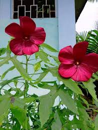 Image result for Abelmoschus