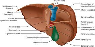 The pancreas is an organ of the digestive system and endocrine system of vertebrates. Jaypeedigital Ebook Reader