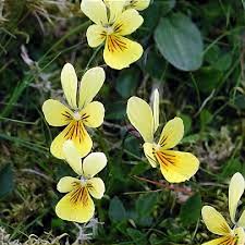 Image result for Launaea violacea