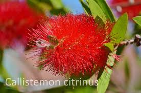 The brush top applicator is included with purchase. Crimson Bottle Brush Plant Lemon Bottlebrush Callistemon Citrinus