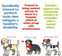 We can help you with your service dog and emotional support animal needs call us today. 20 Emotional Support Animal Ideas Emotional Support Animal Support Animal Emotional Support
