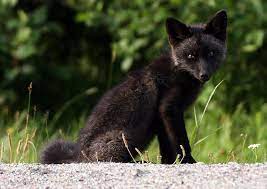 Black Silver Fox Pet Fox Fox Wild Animals Photos