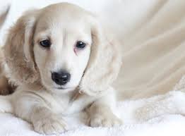 Normandox,mini dachshunds,dapple dachshunds,doxies,black&tan dachies,dotson,california,oregon,tennessee, doxies,blue&cream. About English Cream Dachshunds Crown Dachshunds