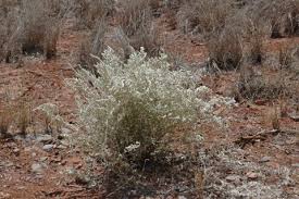 Image result for Aerva