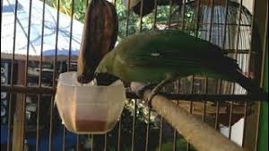 Burung cililin banyak diketahui sebagai burung mastera. Cucak Ijo Mini Makan Voer Herunterladen