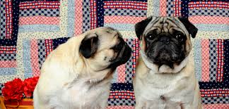 They appeared in many paintings during this era. Breeder Directory Pug Dog Club Of America