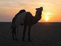 El camello como el dromedario han. Camelus Dromedarius Vikidia