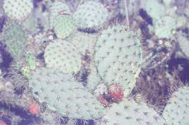 Duct tape can be used to remove a few cactus spines; Cactus Dermatitis