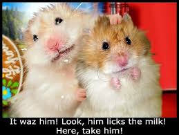 Funny Hamster Pictures With Saying Funny Pictures Gallery Funny Hamsters Hamster Funny Rats