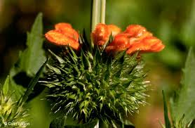 Image result for Leonotis nepetifolia