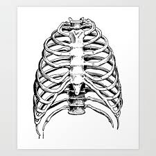 The ribs are part of the axial skeleton and are classified as flat bones. Human Ribcage Anatomy Detailed Illustration Art Print By Azza1070 Society6