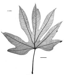 Image result for Ipomoea mauritiana