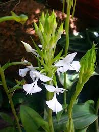 Image result for Habenaria microsaccus