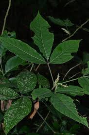 Image result for Allophylus