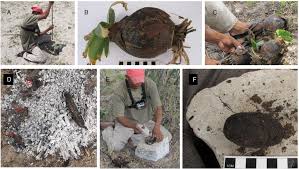 Image result for Ammocharis coranica