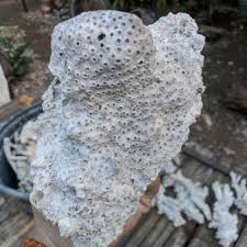 We did not find results for: Batu Bentuk Lucu Shopee Indonesia