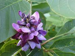 Image result for Pueraria