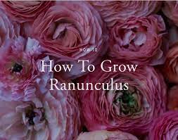 How To Grow Ranunculus Floret Flowers Growing Dahlias Growing Tulips Ranunculus Garden