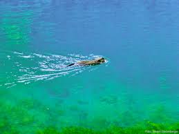 The blautopf (german for blue pot) is a spring that serves as the source of the river blau in the karst landscape on the swabian jura's southern edge. Ausflugtipp Der Blautopf In Blaubeuren Reise Blogle
