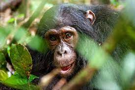 What S The Difference Between Monkeys And Apes Britannica