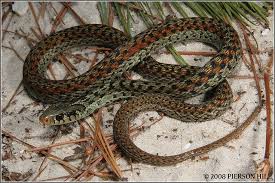 Black And White Checkered Snake Texas Apalachicola Garter Snake Thamnophis Sirtalis Ordinatus Snake Garter Apalachicola