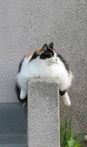 Dyingofcute Funny Animals Cute Animals Animals