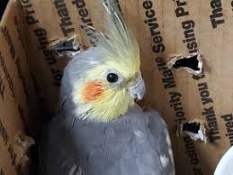 We now offer curbside pickup! Cockatiel Rescue Birds For Adoption Near Appleton Wisconsin Petcurious